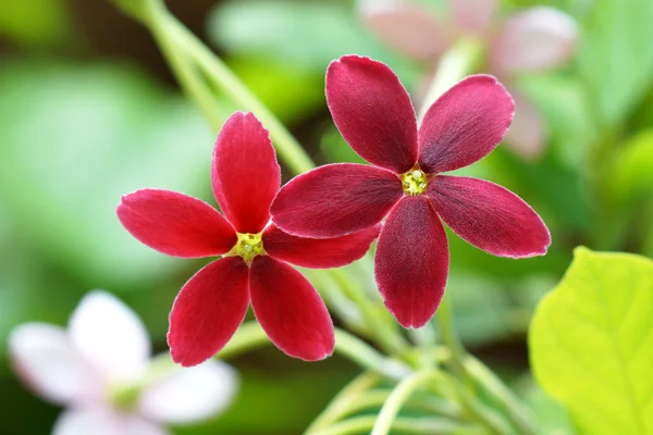Rangoon creeper kwiat — Zdjęcie stockowe
