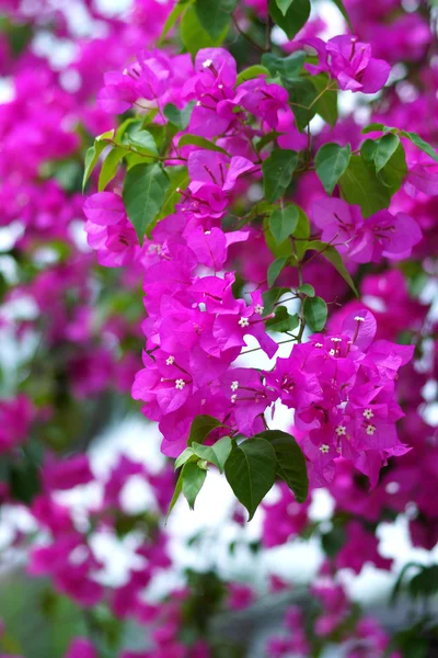 Pink of Bougainvillea flower. — Stock Photo, Image