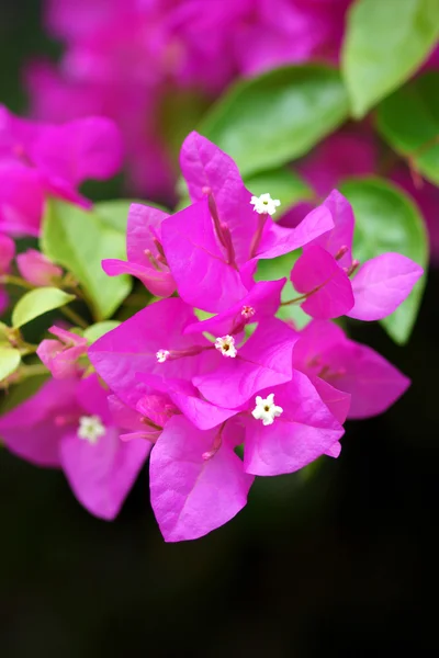 Rosa de Bougainvillea flor . —  Fotos de Stock