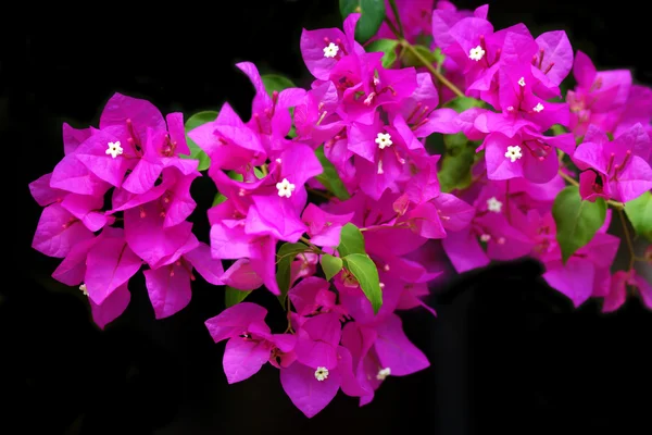 Rosa de flor de Bougainvillea . — Fotografia de Stock