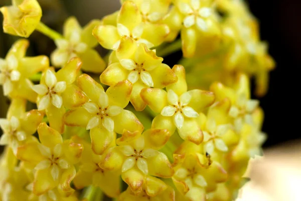 Yellow Hoya flowers — Stock Photo, Image