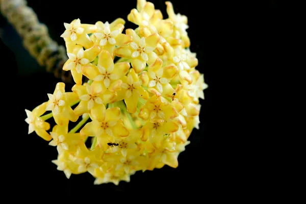 Flores amarillas de la hoya — Zdjęcie stockowe