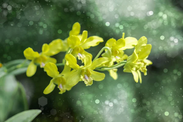 Kleurrijke orchideeën en planten in de tuin. — Stockfoto