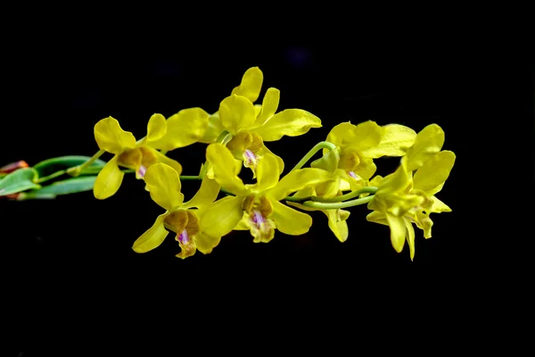 Kleurrijke orchideeën en planten in de tuin. — Stockfoto