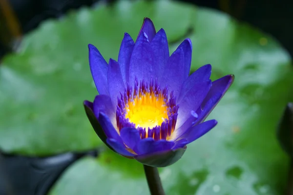Bela flor azul waterlily ou lótus . — Fotografia de Stock