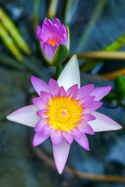 Piękny różowy kwiat lilii wodnej lub lotosu. — Zdjęcie stockowe