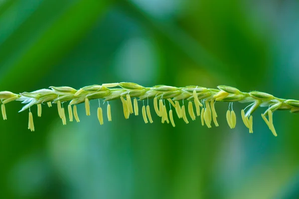 トウモロコシの花のマクロ. — ストック写真