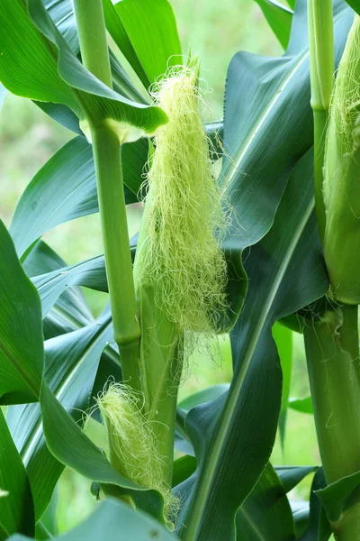 Fresh corn on the trees — Stock Photo, Image