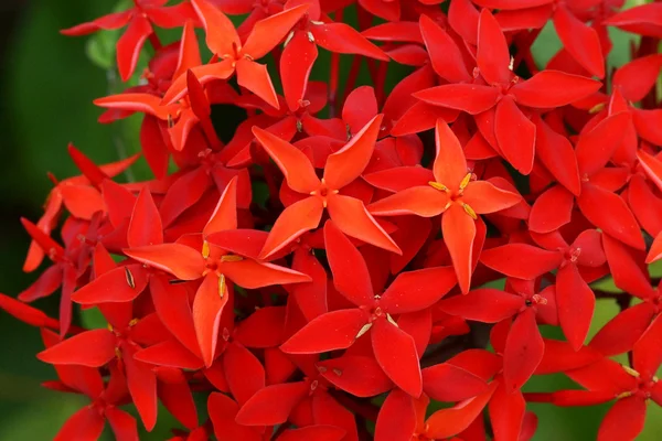 Flor roja de cerca, jazmín indio . — Foto de Stock