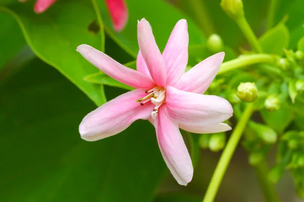 Rangoon creeper blomma — Stockfoto