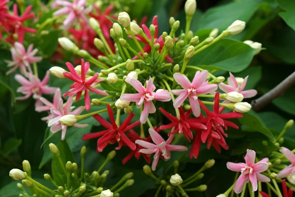 仰光爬山虎花 — 图库照片