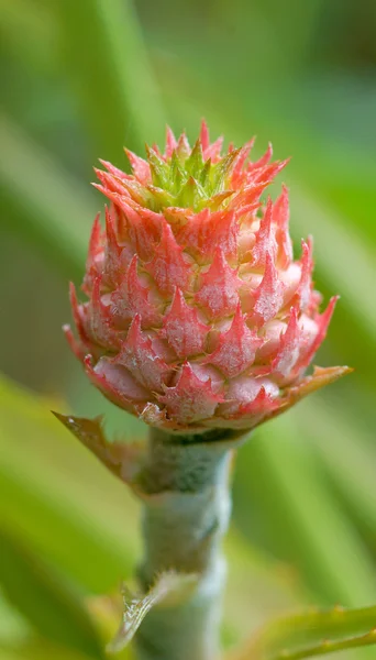 Close up de flores de abacaxi — Fotografia de Stock