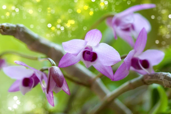 Paarse orchideebloemen (dendrobium parishii) — Stockfoto