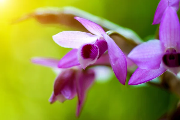 Lila orkidé blommor (dendrobium parishii) — Stockfoto