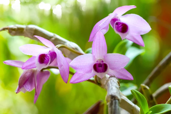 Fioletowe kwiaty orchidei (dendrobium parishii) — Zdjęcie stockowe