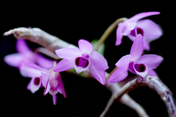 Paarse orchideebloemen (dendrobium parishii) — Stockfoto