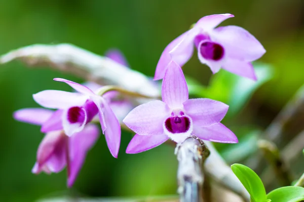 Lila orkidé blommor (dendrobium parishii) — Stockfoto