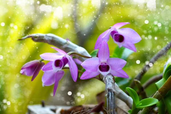 Fioletowe kwiaty orchidei (dendrobium parishii) — Zdjęcie stockowe