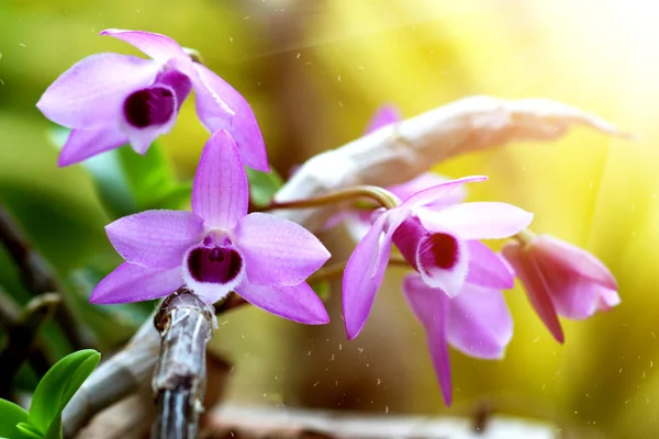 Flores de orquídea púrpura (Dendrobium parishii ) — Foto de Stock