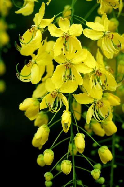 Cassia fistule fleur — Photo