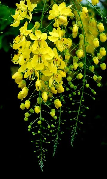 Flor de fístula de cássia — Fotografia de Stock