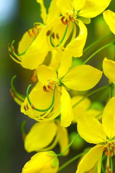 Flor de fístula de cássia — Fotografia de Stock