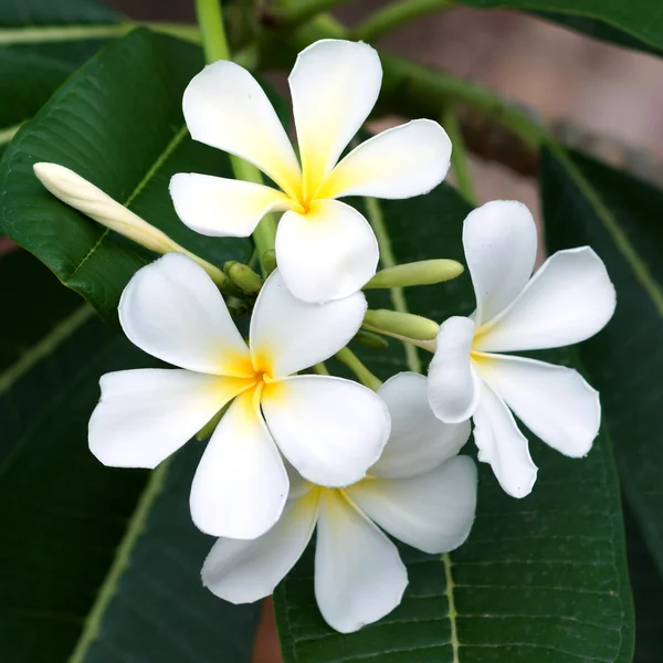 Fiori frangipani bianchi e gialli con foglie — Foto Stock