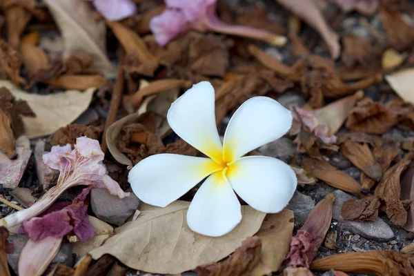 Frangipani and dry leaves — Stock Photo, Image