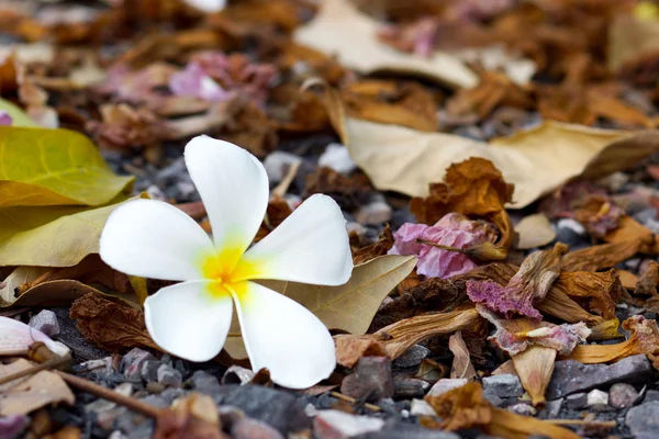 Frangipani and dry leaves — Stock Photo, Image