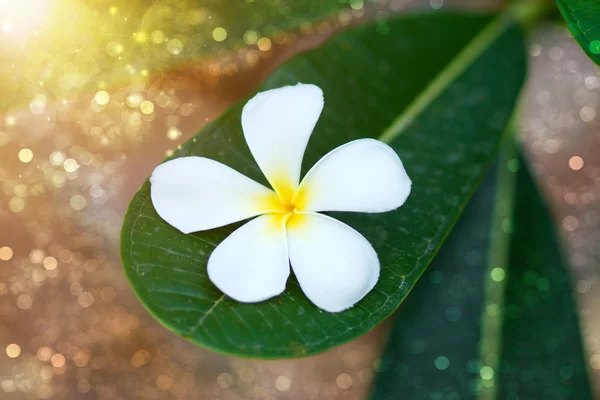 葉を持つ白と黄色のフランジパニの花 — ストック写真