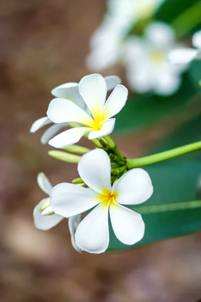 White and yellow frangipani flowers — Stock Photo, Image