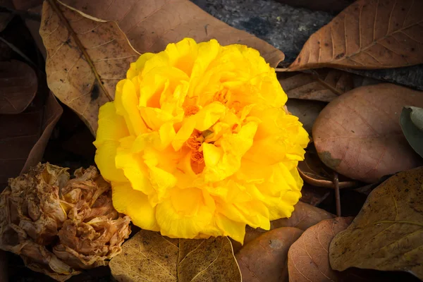 Yellow silk, Cotton tree, Butter-Cup (Double), Torchwood. — Stock Photo, Image