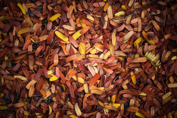 Сухие листья тамаринды на земле — стоковое фото