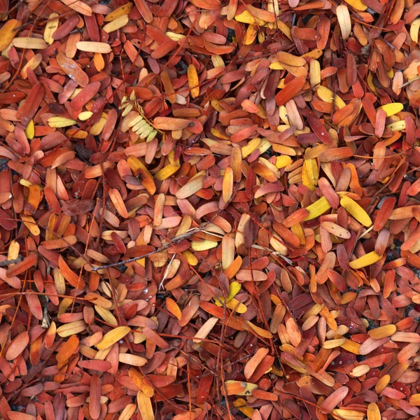 Hojas secas de tamarindo en el suelo —  Fotos de Stock