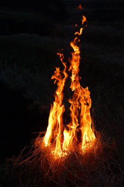çimenler bahar karanlıkta ateş.
