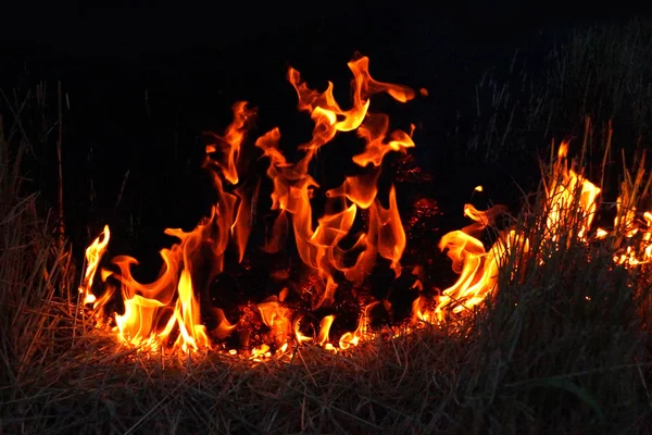 Brand gras Lente in het donker. — Stockfoto