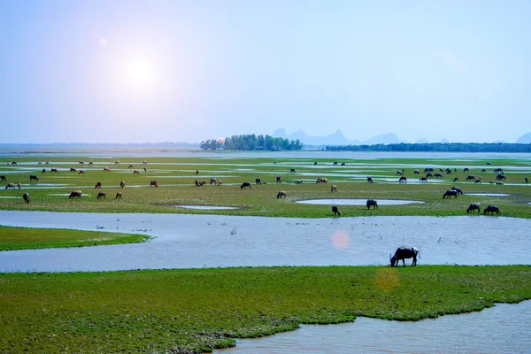 Su bufalo çim yeme yaban hayatı koruma, Tayland. — Stok fotoğraf