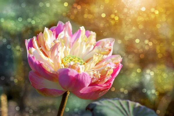 Lotus kuru sezonu — Stok fotoğraf