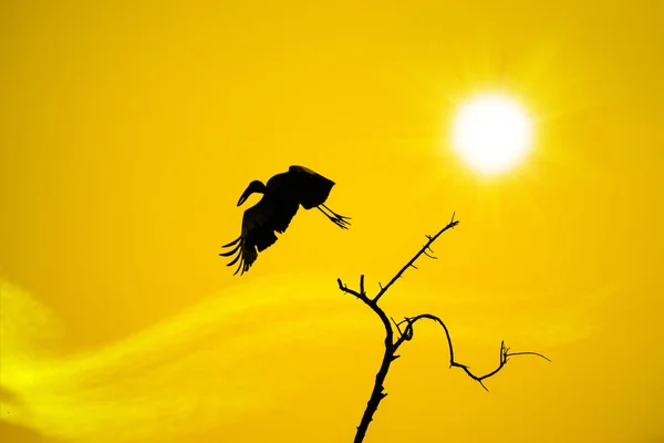 Birds on branches and sunshine — Stock Photo, Image