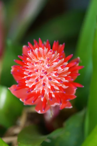 Blisko czerwone kwiaty ananasa — Zdjęcie stockowe