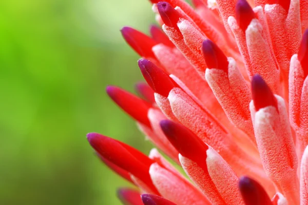 Gros plan de fleurs d'ananas rouge — Photo