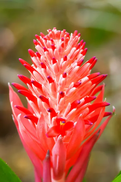 Gros plan de fleurs d'ananas rouge — Photo