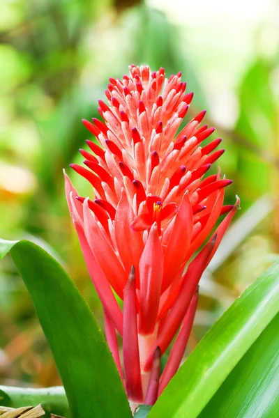 Close up de flores de abacaxi vermelho — Fotografia de Stock