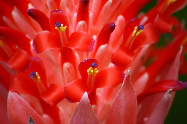 Gros plan de fleurs d'ananas rouge — Photo