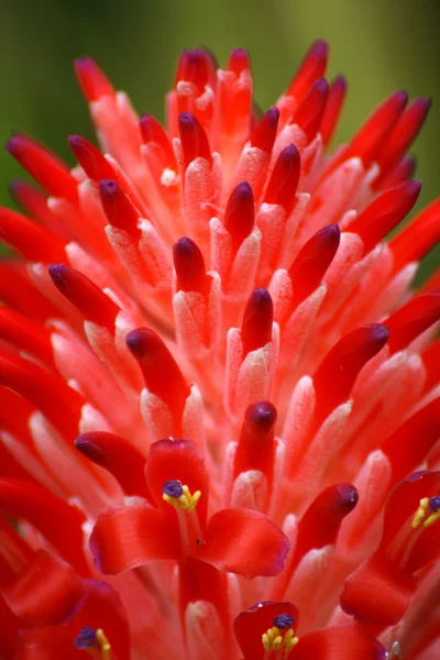 Gros plan de fleurs d'ananas rouge — Photo