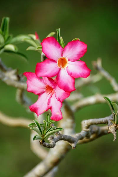 Adenio obesum (Rosa del deserto, Giglio Impala, Falsa Azalea ) — Foto Stock