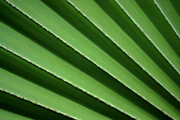 Texture di foglia di palma verde — Foto Stock