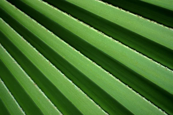 Tekstury zielonych liści — Zdjęcie stockowe