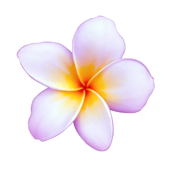 Wit en geel van frangipani bloem. — Stockfoto