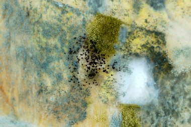 ekmek üzerinde kalıp